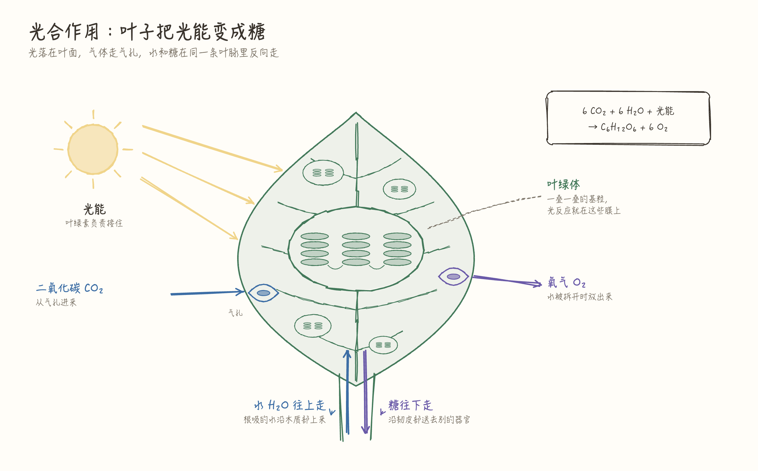 叶片为主体的光合作用图:光打在叶面,二氧化碳从气孔进、氧气从气孔出,水和糖在同一条叶脉里反向走,叶肉里的叶绿体放大后露出基粒叠层