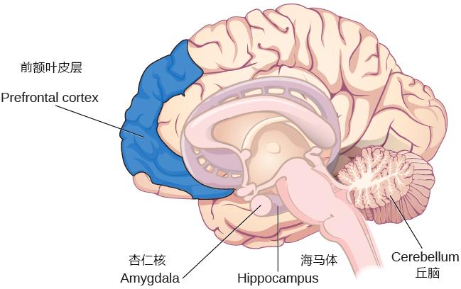 brain